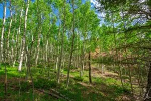 1 Acre Forested Lot In Upscale Community With Power, Underground Utilities And Water Access
