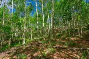 1 Acre Forested Lot In Upscale Community With Power, Underground Utilities And Water Access