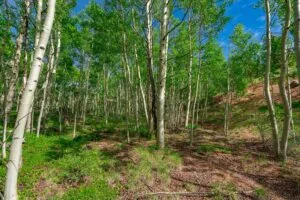 1 Acre Forested Lot In Upscale Community With Power, Underground Utilities And Water Access