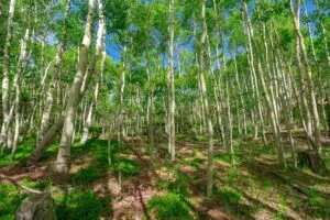 1 Acre Forested Lot In Upscale Community With Power, Underground Utilities And Water Access