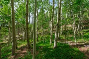1 Acre Forested Lot In Upscale Community With Power, Underground Utilities And Water Access