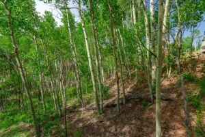 1 Acre Forested Lot In Upscale Community With Power, Underground Utilities And Water Access