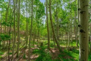 1 Acre Forested Lot In Upscale Community With Power, Underground Utilities And Water Access
