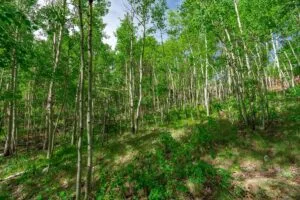 1 Acre Forested Lot In Upscale Community With Power, Underground Utilities And Water Access