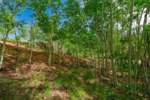 1 Acre Forested Lot In Upscale Community With Power, Underground Utilities And Water Access