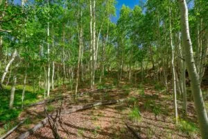 1 Acre Forested Lot In Upscale Community With Power, Underground Utilities And Water Access