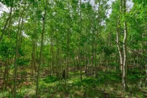 1 Acre Forested Lot In Upscale Community With Power, Underground Utilities And Water Access