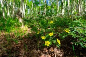 1 Acre Forested Lot In Upscale Community With Power, Underground Utilities And Water Access