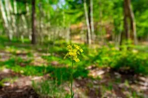 1 Acre Forested Lot In Upscale Community With Power, Underground Utilities And Water Access