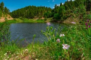 1 Acre Forested Lot In Upscale Community With Power, Underground Utilities And Water Access