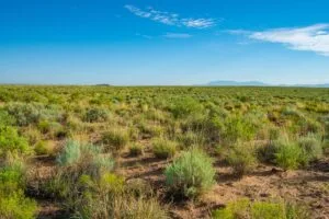 0.25 Acres Residential Lot In The Path Of Development
