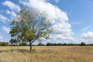 Idyllic Build Site in North Texas- Wildflower Reserve