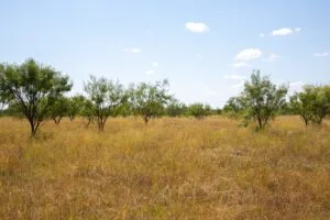 Hunter’s Ranch: Gorgeous West Texas Property