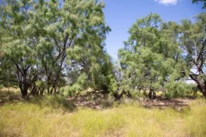 Hunter’s Ranch: Gorgeous West Texas Property