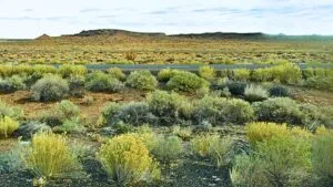 Grab Your 0.24 Acre Dream Land Now For Just $79/Down!