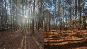 1 Acre for Sale in Timmonsville SC