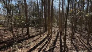 Land for Sale in Yemassee SC | 0.77 Acre Buildable Lot in Jasper County