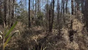 Land for Sale in Yemassee SC | 0.77 Acre Buildable Lot in Jasper County
