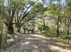 EXCLUSIVE PRIVATE 80-ACRE LEGACY ESTATE SITE 6 MINUTES TO EVERY CONVENIENCE NEXT TO PRESERVE
