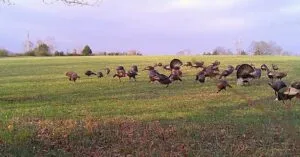 173± Acres of Premier Tennessee Countryside – Private, Productive, and Picturesque
