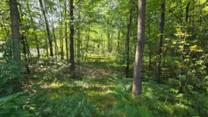 Northern Michigan Hideaway – .7 acre vacant lot with utilities