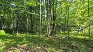 Northern Michigan Hideaway – .7 acre vacant lot with utilities