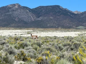 40 Acres Off-Grid Nevada Land – 2 Build Pads – Borders BLM