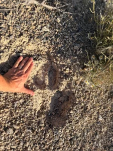 40 Acres Off-Grid Nevada Land – 2 Build Pads – Borders BLM