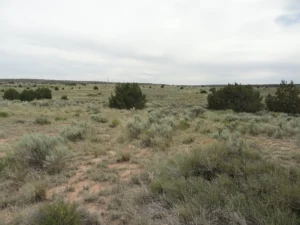 Country Living in City Limits, Horse Property, 1.15 acres