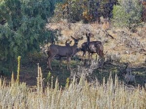 RARE 10-ACRE RETREAT IN STUNNING SOUTHERN UTAH – 1830 W Silverado Ridge, Alton, UT 84710