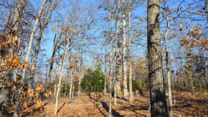 0.33 Acres in Horseshoe Bend, Izard County, AR – Springfield Avenue