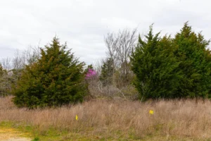 Reserves at Cattail Cove – Wooded Tracts near Lake Eufaula, OK – $999 Down