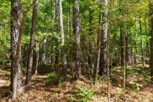 Willow Grove – 5 to 6 Acre Wooded Tracts, Lamar County AL – RVs Allowed – $999 Down