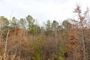 Baker Creek – 5 to 6 Acre Tracts, Fayette County AL – RVs Allowed – $999 Down
