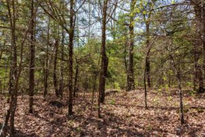 Autumnwood – 5.7 to 7.5 Acre Wooded Tracts, Fulton County AR – RVs Allowed – $999 Down