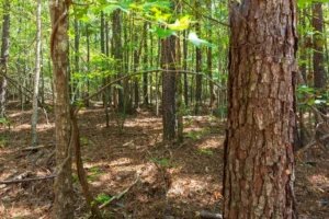 Willow Grove – 5 to 6 Acre Wooded Tracts, Lamar County AL – RVs Allowed – $999 Down