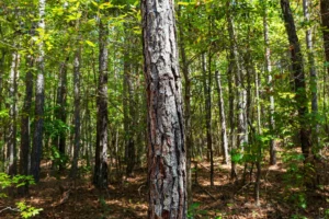 Willow Grove – 5 to 6 Acre Wooded Tracts, Lamar County AL – RVs Allowed – $999 Down