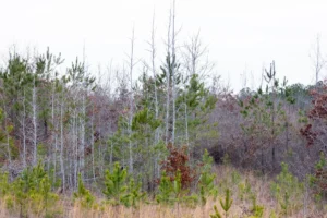 Baker Creek – 5 to 6 Acre Tracts, Fayette County AL – RVs Allowed – $999 Down