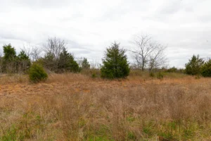Reserves at Cattail Cove – Wooded Tracts near Lake Eufaula, OK – $999 Down