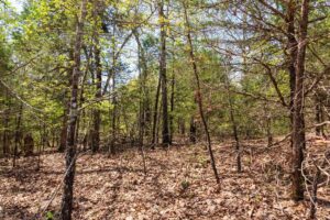 Autumnwood – 5.7 to 7.5 Acre Wooded Tracts, Fulton County AR – RVs Allowed – $999 Down