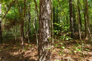 Willow Grove – 5 to 6 Acre Wooded Tracts, Lamar County AL – RVs Allowed – $999 Down