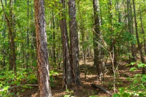 Willow Grove – 5 to 6 Acre Wooded Tracts, Lamar County AL – RVs Allowed – $999 Down