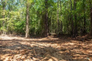 Willow Grove – 5 to 6 Acre Wooded Tracts, Lamar County AL – RVs Allowed – $999 Down