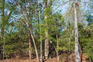 Autumnwood – 5.7 to 7.5 Acre Wooded Tracts, Fulton County AR – RVs Allowed – $999 Down