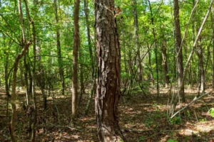 Willow Grove – 5 to 6 Acre Wooded Tracts, Lamar County AL – RVs Allowed – $999 Down