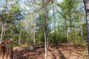 Autumnwood – 5.7 to 7.5 Acre Wooded Tracts, Fulton County AR – RVs Allowed – $999 Down