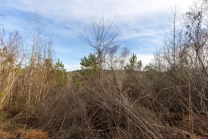 Baker Creek – 5 to 6 Acre Tracts, Fayette County AL – RVs Allowed – $999 Down