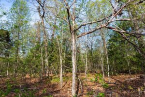 Autumnwood – 5.7 to 7.5 Acre Wooded Tracts, Fulton County AR – RVs Allowed – $999 Down