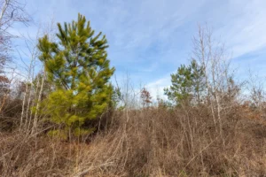 Baker Creek – 5 to 6 Acre Tracts, Fayette County AL – RVs Allowed – $999 Down
