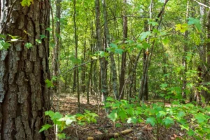 Willow Grove – 5 to 6 Acre Wooded Tracts, Lamar County AL – RVs Allowed – $999 Down
